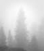 Sugar pine